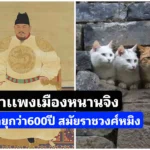 ​กำเเพงเมืองหนานจิง​ อายุกว่า600ปี สมัยราช​วงศ์​หมิง​ หนึ่งในที่พักอาศัยของเเมว