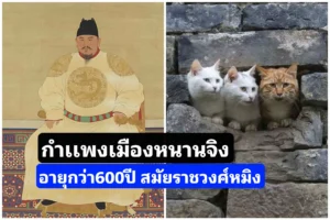 ​กำเเพงเมืองหนานจิง​ อายุกว่า600ปี สมัยราช​วงศ์​หมิง​ หนึ่งในที่พักอาศัยของเเมว
